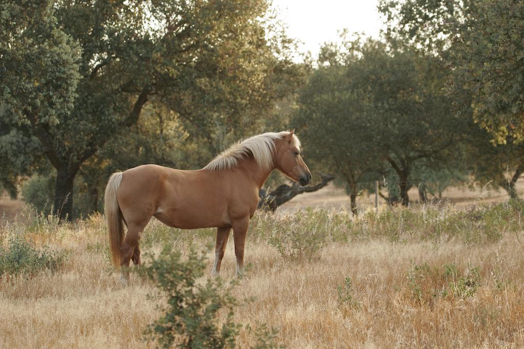 Markádia Odivelas (Ferreira do Alentejo) Exterior foto